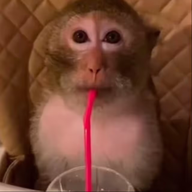 @LastLaughBirdy